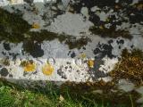 image of grave number 312543